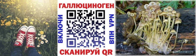 где продают   Качканар  Псилоцибиновые грибы Psilocybine cubensis 